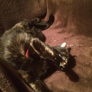 Meet your Posher, Annie